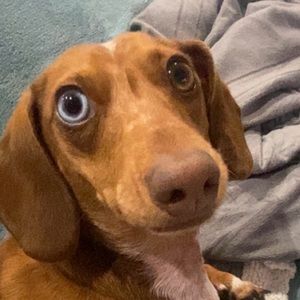 Meet your Posher, Lara